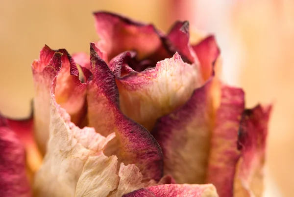Sušené květiny — Stock fotografie