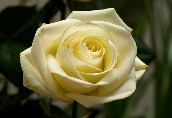 Желтая роза — стоковое фото