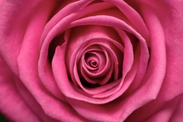 Rosa. — Fotografia de Stock