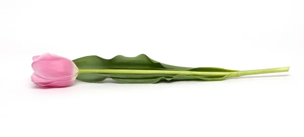 Lyserød tulipan - Stock-foto