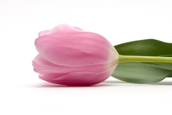 Tulipan różowy — Zdjęcie stockowe