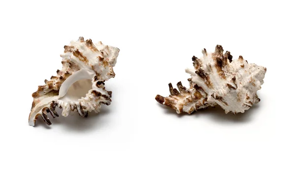 Zee schelp op witte geïsoleerd — Stockfoto