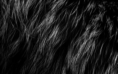 Fur background clipart