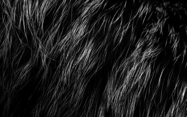 stock image Fur background