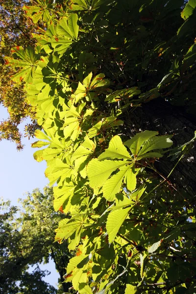 Bir kestane ağacı dalı — Stok fotoğraf