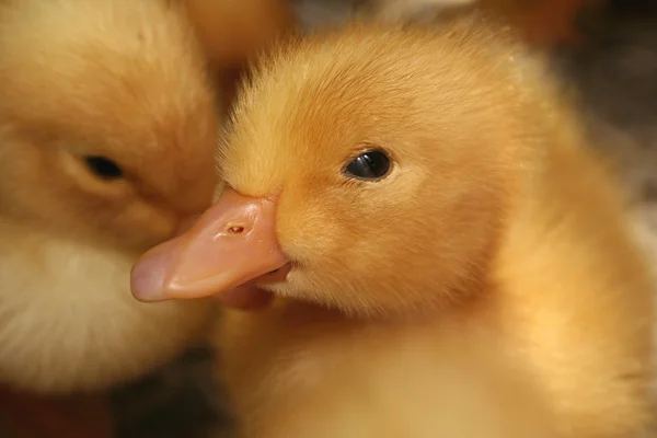The Duckling. — Stock Photo, Image