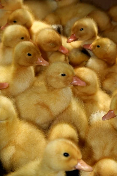 The Small duckling. — Stock Photo, Image