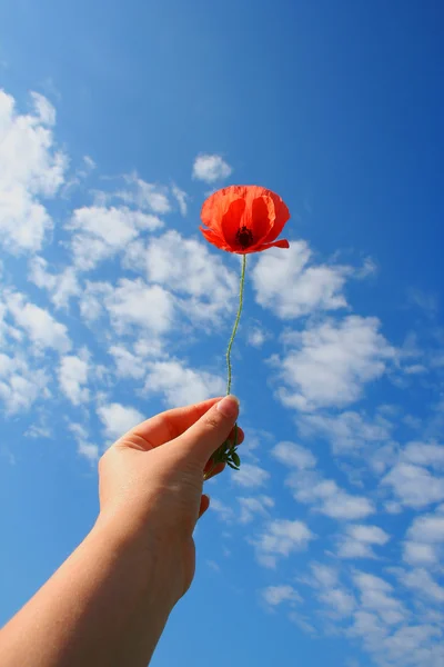 Poppy in hand — Stock Photo, Image