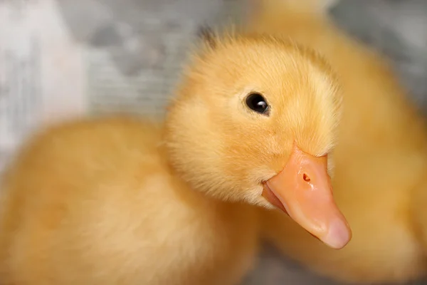 The Duckling. — Stock Photo, Image