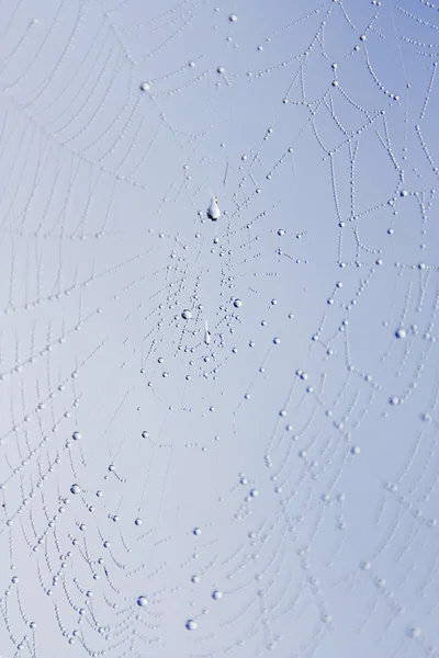 Toile d'araignée — Photo