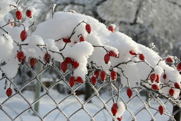 Ветвь боярышника в снегу — стоковое фото