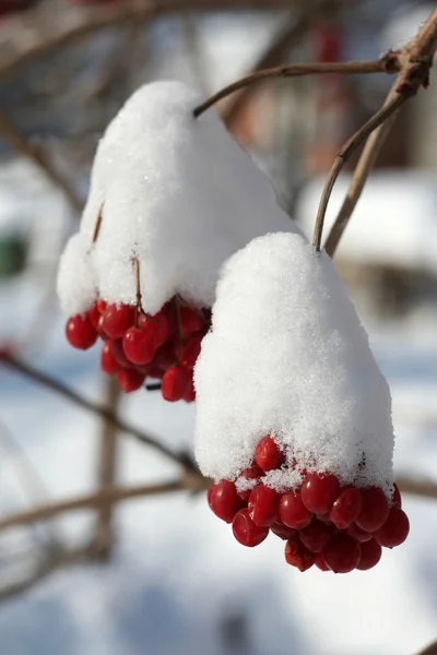 Гілка вітряної кістки в снігу — стокове фото