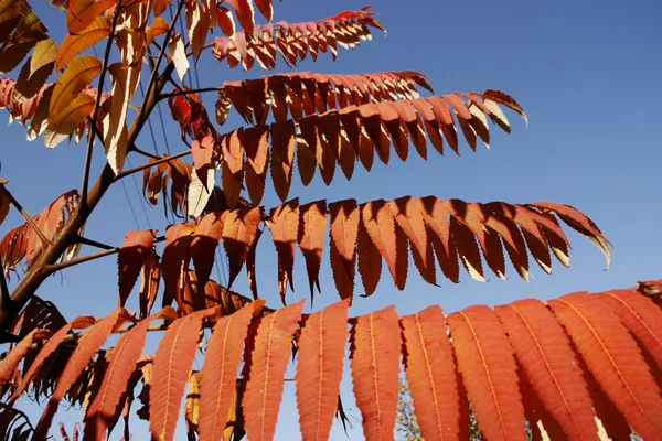 Herfst sieraad, rode bladeren — Stockfoto