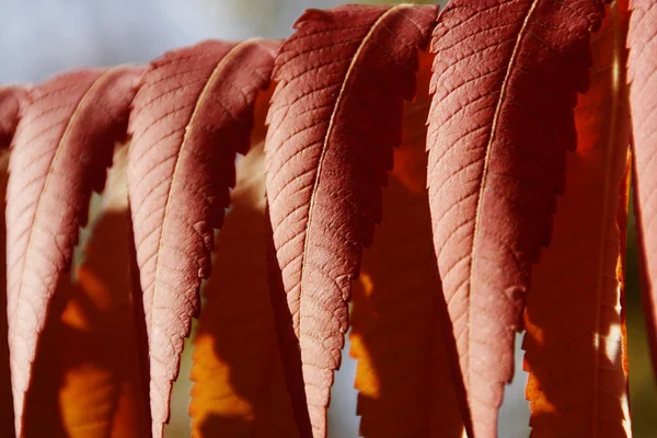 Herfst sieraad, rode bladeren — Stockfoto