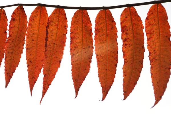 Autumnal ornament, red leaves — Stock Photo, Image