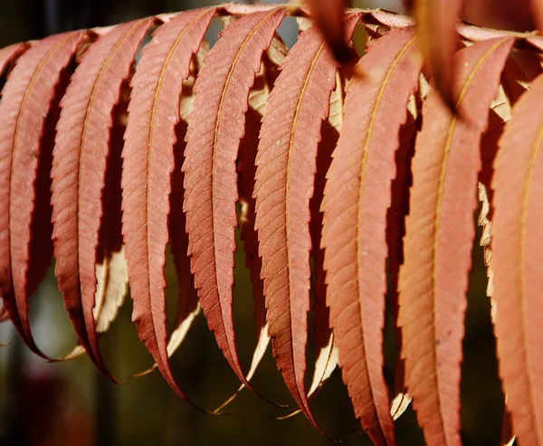 Ornamento autunnale, foglie rosse — Foto Stock