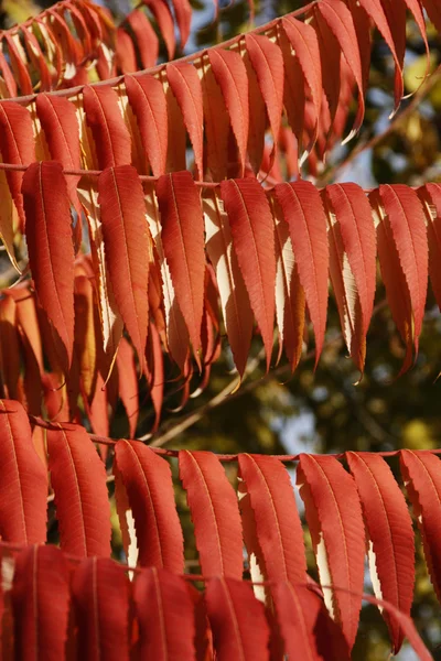 Одинарний орнамент, червоне листя — стокове фото