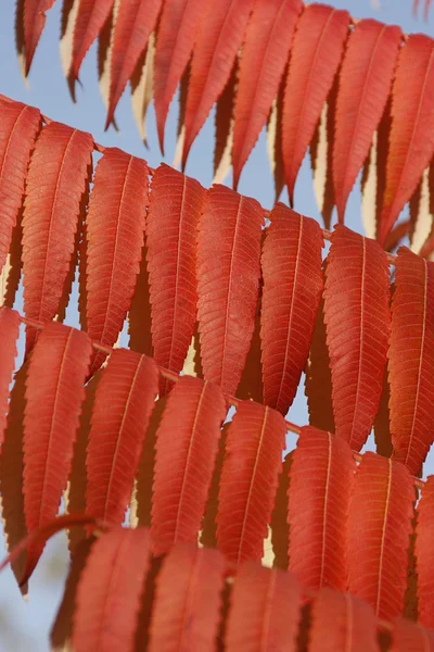 Ornamento outonal, folhas vermelhas — Fotografia de Stock
