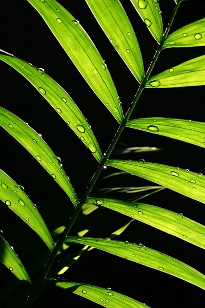 Folhas de palma — Fotografia de Stock