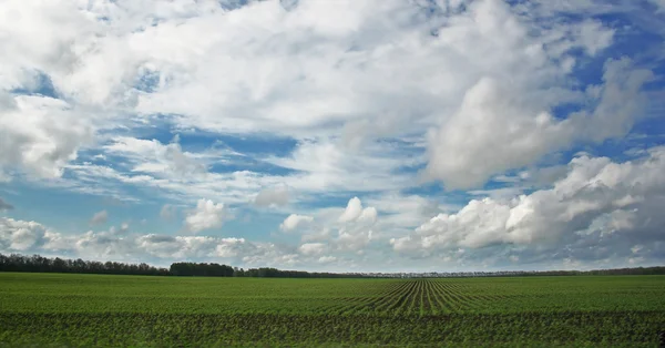 buğday field.landscape