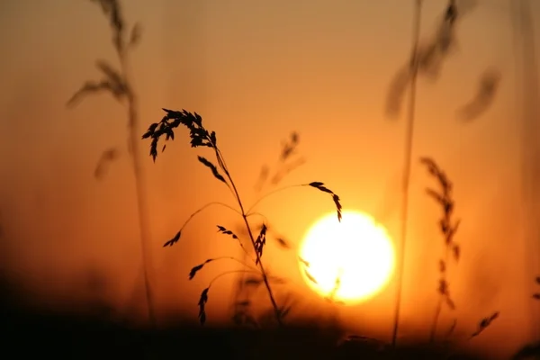 Stock image Sundown.