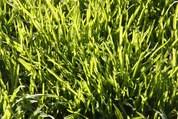 Фон мокрой зеленой травы — стоковое фото