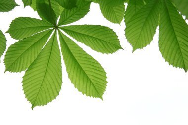 Leaf of chestnut clipart