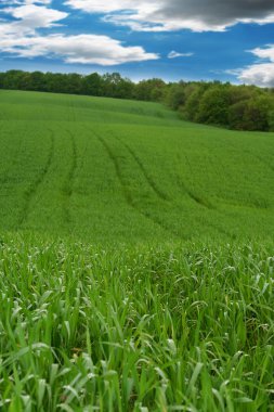 Wheat field.Landscape clipart