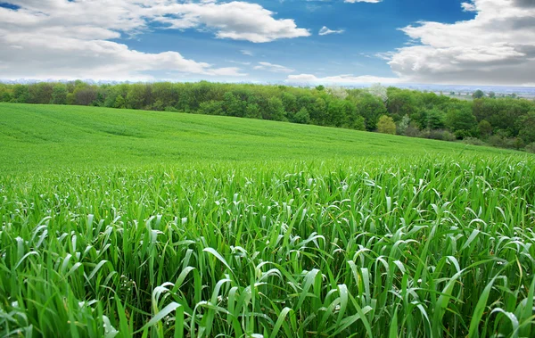 Wheat field.Landscape — Stock Photo, Image