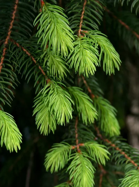 绿色杉木树 — 图库照片