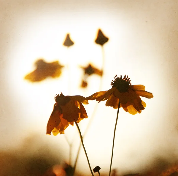 Stock image Autumn flowerses