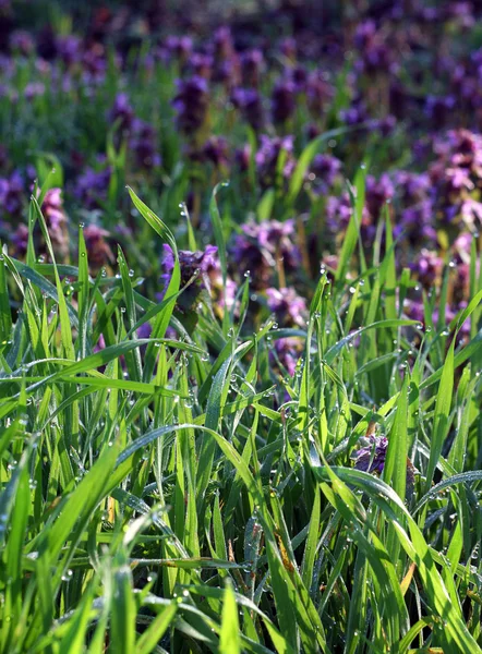 stock image Morning dew on grass