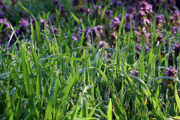 stock image Morning dew on grass