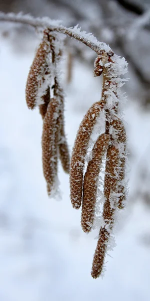 Winter landscape.Frozenned flower — Stock Photo, Image