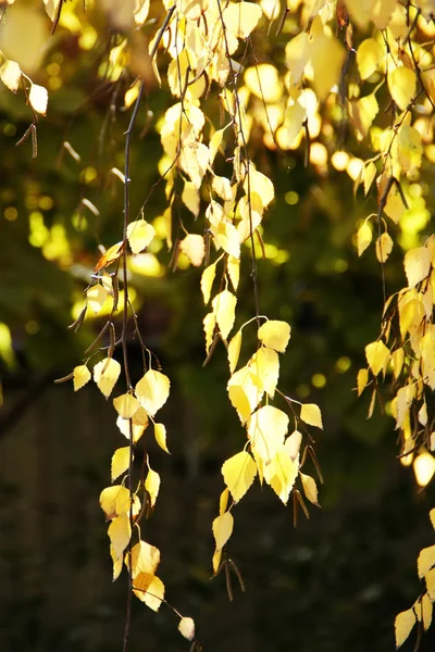 Ramo de árvore de vidoeiro de outono — Fotografia de Stock
