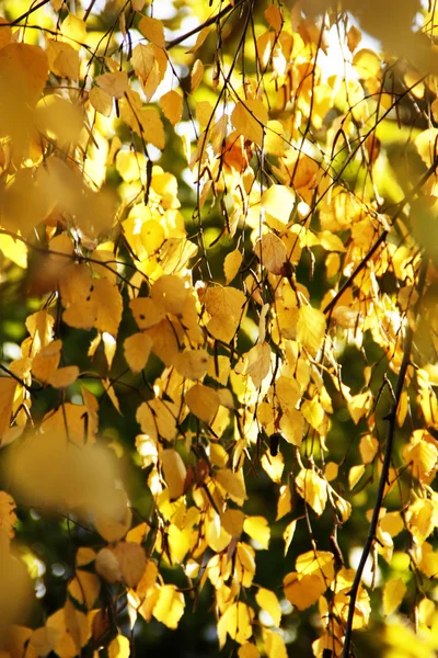Gałąź jesień brzozowe drzewo — Zdjęcie stockowe