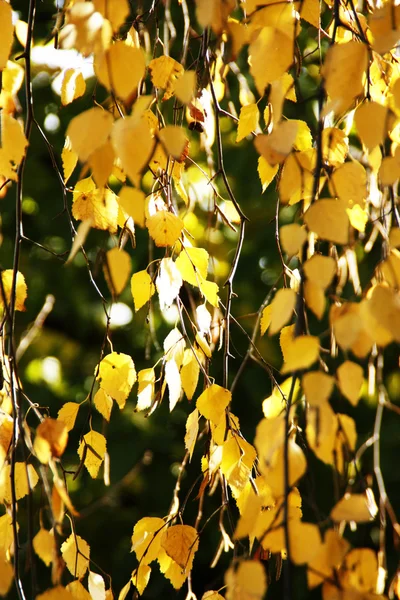 Ramo di betulla di autunno — Foto Stock