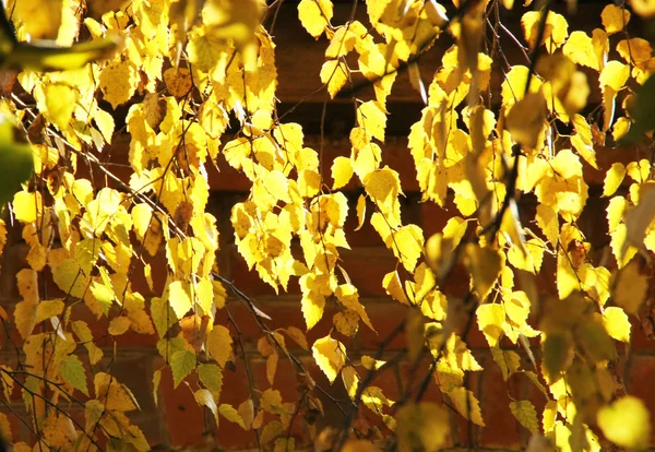 秋天的白桦树的分支 — 图库照片