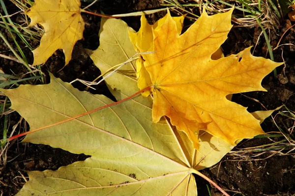 Podzimní listy — Stock fotografie
