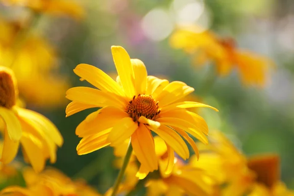 stock image Flowerses