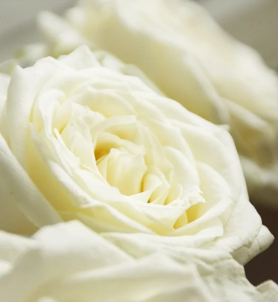 stock image White roses background. Macro. Close up of rose petals