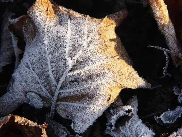 冷淡的叶子 — 图库照片