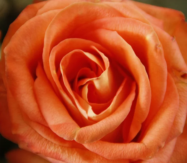 Peach rose