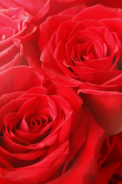 stock image Red roses