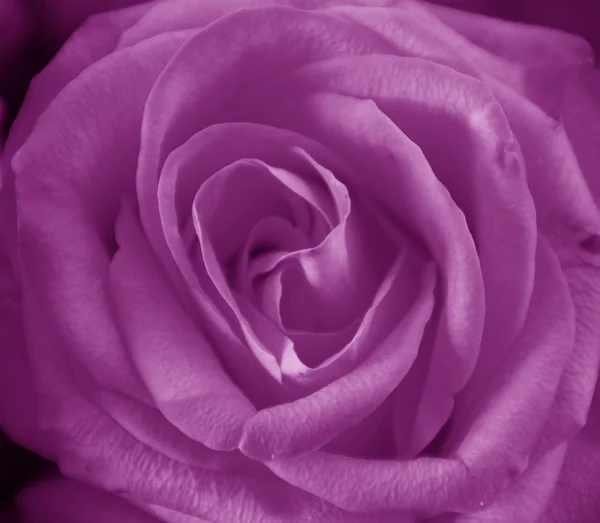 Rosa roxa Fotografias De Stock Royalty-Free