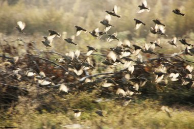 Sparrows. Flying at dusk. clipart