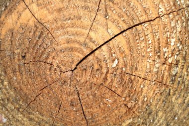Tree rings clipart