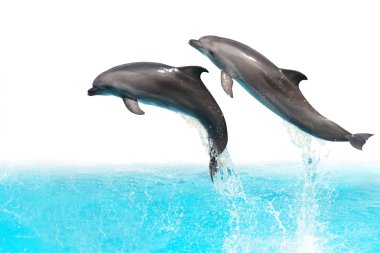 Jumping Dolphins clipart
