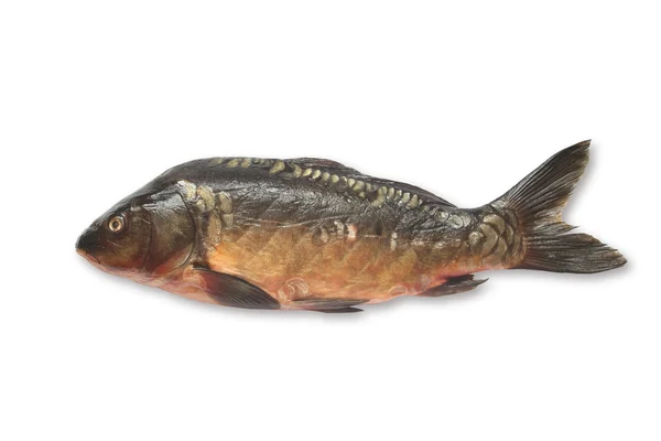 Rå fisk — Stockfoto
