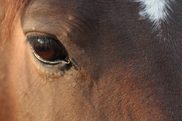 Portret koni — Zdjęcie stockowe